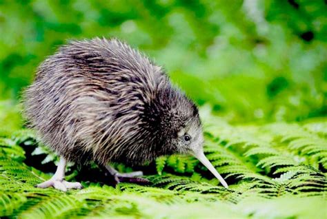 Where can you see kiwi birds in New Zealand with kids? | Auckland for Kids