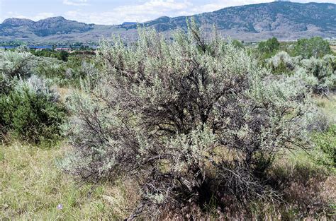 Large sagebrush plant Photograph by Bob Corson