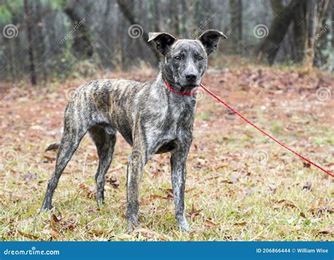 Brindle Dutch Shepherd Terrier Whippet Mix Dog Outside on Leash Stock ...