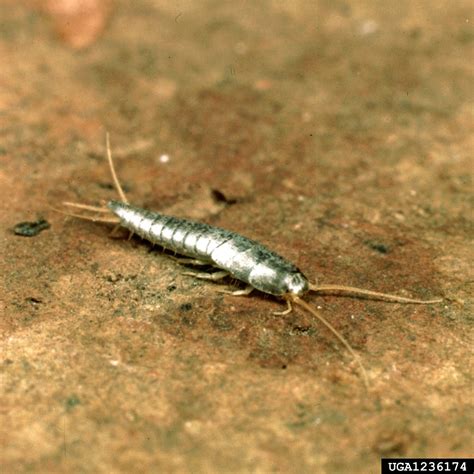 small blue silverfish, Lepisma saccharina (Thysanura: Lepismatidae) - 1236174