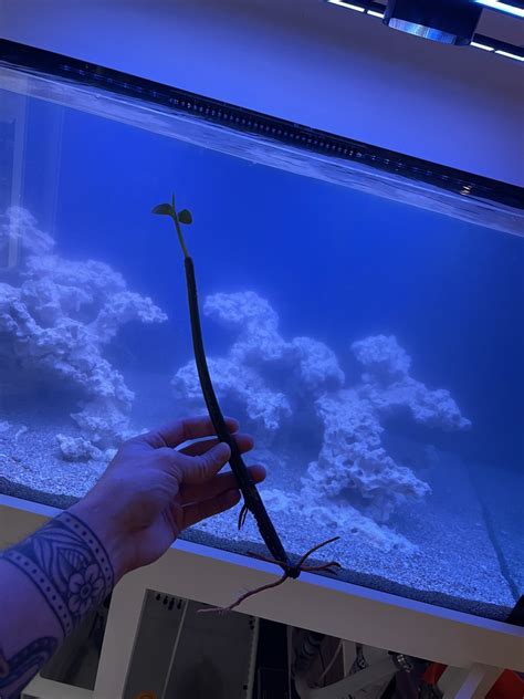 Build Thread - The "She Said Yes!" 120 Gallon Build | Page 6 | REEF2REEF Saltwater and Reef ...