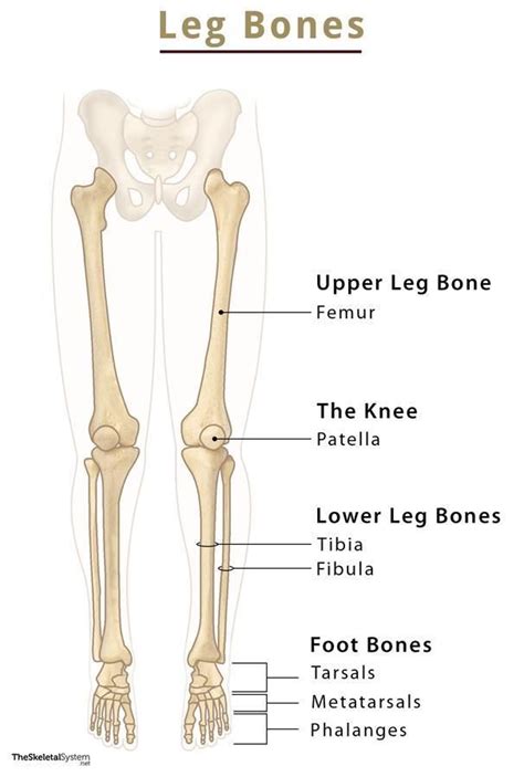 the bones and their major skeletal systems are labeled in this diagram ...