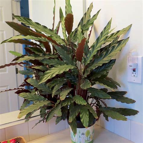 Rare Calathea Seeds, Air Freshening Plants, 100pcs/pack – GreenSeedGarden