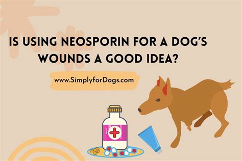 Is Using Neosporin for a Dog's Wounds a Good Idea? - (Is It Safe?)