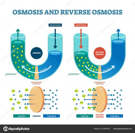 Osmosisque Es Como Funciona Y Para Que Sirve Cienciaybiologiacom Images