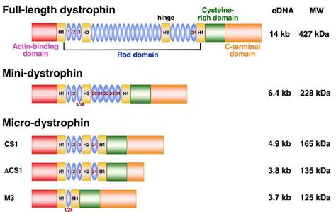 Progress and Challenges in AAV-Mediated Gene Therapy for Duchenne Muscular Dystrophy | IntechOpen