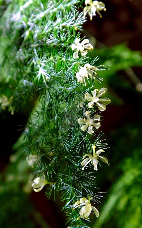 Asparagus Fern Flower 6 by TreeClimber on DeviantArt