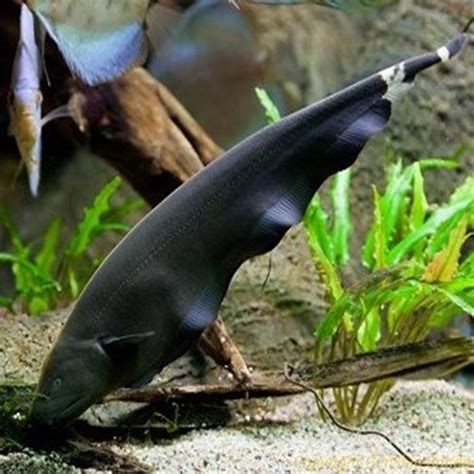 Black Ghost Knifefish Apteronotus albifrons The Fishkeeper | Aquarium fish, Freshwater aquarium ...