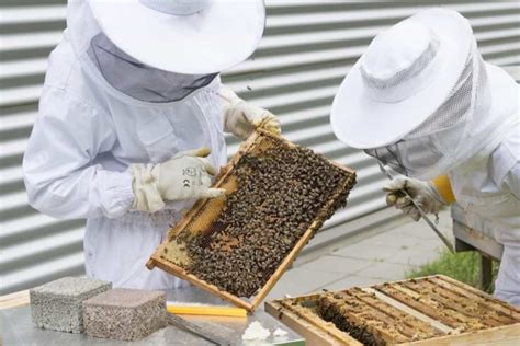 How to Start Honey Bee Farming/Beekeeping from Scratch: A Complete ...