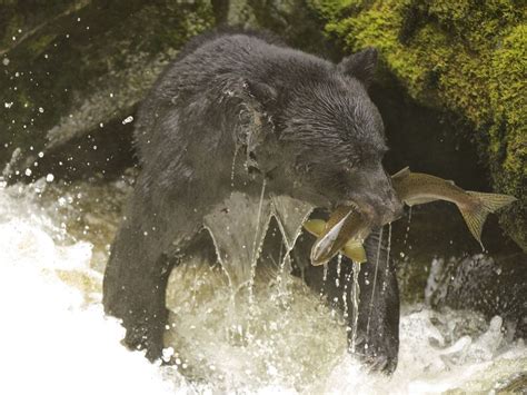 Black Bear Fishing in Alaska | Smithsonian Photo Contest | Smithsonian Magazine