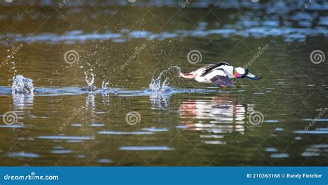 Male Bufflehead Duck ` Bucephala Albeola ` Stock Photo - Image of ...