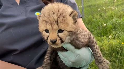 Cheetah Cub Weigh-In: A Pawsitively Adorable Checkup!