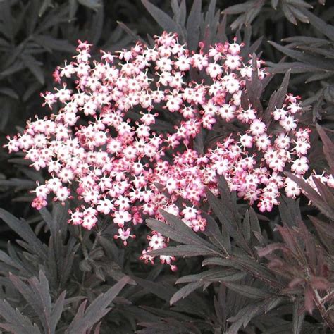 Elderberry Bush Varieties: Different Types Of Elderberries Plants