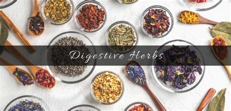 What Are The Best Herbs For Digestion Related Problems?