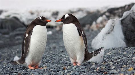 The gift to win a penguin’s heart | BBC Earth