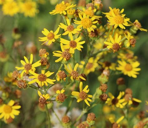 121 Hoary Ragwort Stock Photos - Free & Royalty-Free Stock Photos from Dreamstime