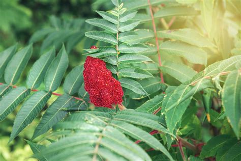 Wild Edibles: Sumac Berries - Farmer’s Almanac