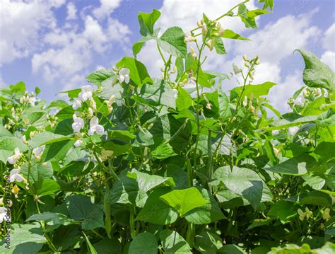 Kidney bean plants with flowers and pods on a plantation Stock Photo | Adobe Stock