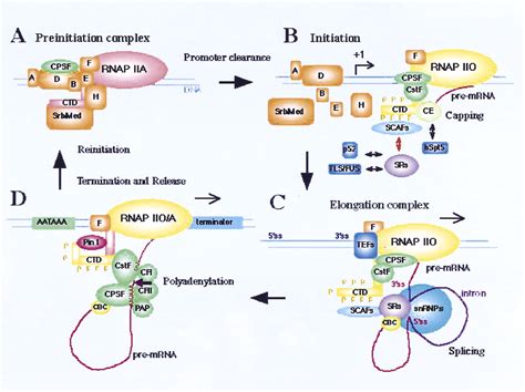 RNA polymerase II and the integration of nuclear events