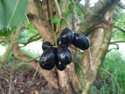 75 Fresh Jamun Leaves Syzygium Cumini Jambolana Malabar Indian | Etsy