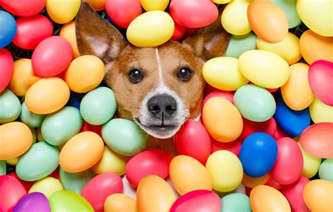 Wallpaper dog, colorful, Easter, happy, dog, Easter, eggs, holiday, funny, the painted eggs ...