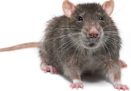 5 Diseases Transmitted By Rodents Within the Home | Online Pest Control