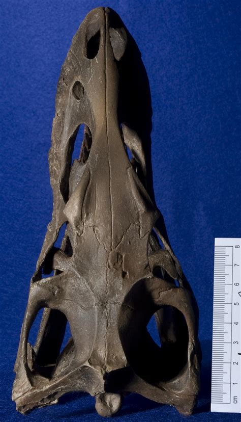 WitmerLab Dinosaur Skull Collection: Dromaeosaurus