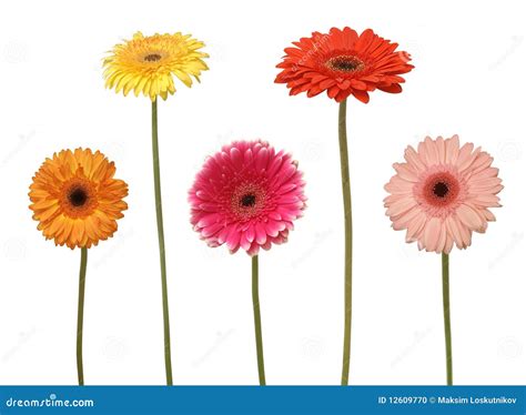 Five flowers stock photo. Image of blooming, head, gift - 12609770