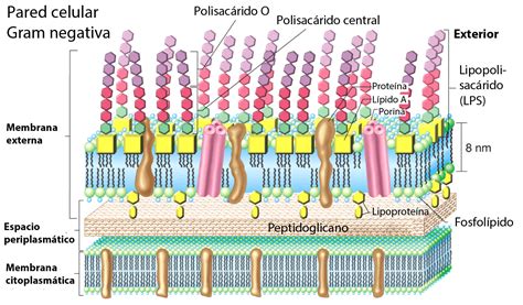 Opiniones de Bacteria gramnegativa