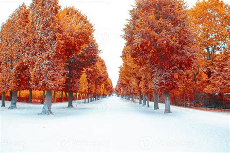 autumn forest,forest in autumn colors 1318208 Stock Photo at Vecteezy