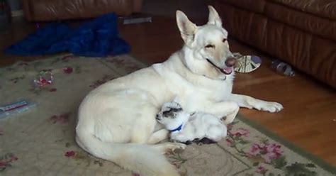 Baby Goat Thinks German Shepherd Is His Mother