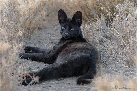 Manja, The Rare Melanistic Serval Cat Roams The Serengeti In Tanzania - Illuzone