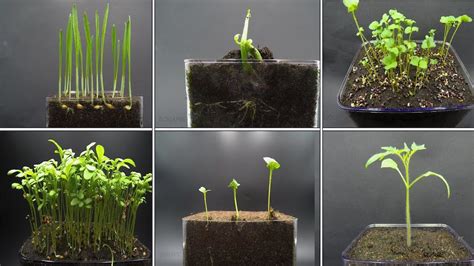 Timelapses of Sprouting Plants 'Dancing' to Jazz