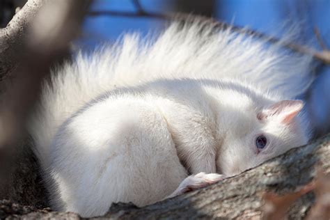 White Squirrel Baby Photograph by Deb Henman