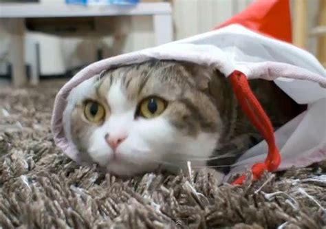 Best Of Maru The Cat Is Two Minutes Well-Spent (VIDEO) | HuffPost ...