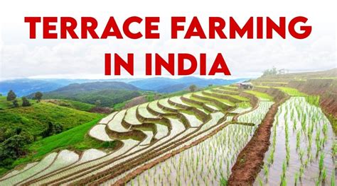 Terrace Farming in India: Comprehensive Guide for 2024