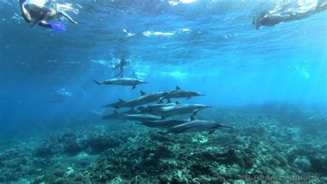 Dolphin Snorkel Tour Best Dolphin Snorkel Tours Hawaii - Best Manta Ray ...