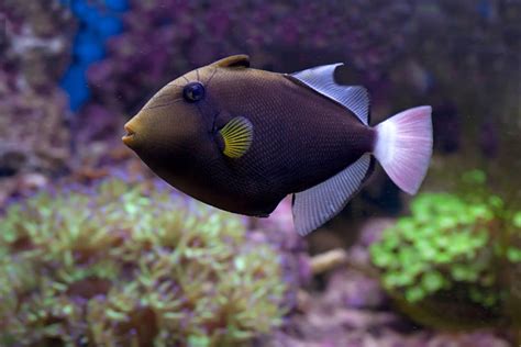 Brown Aquarium Fish · Free Stock Photo