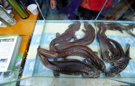 Human demand pushes Chinese giant salamander to brink of extinction, study says - CBS News