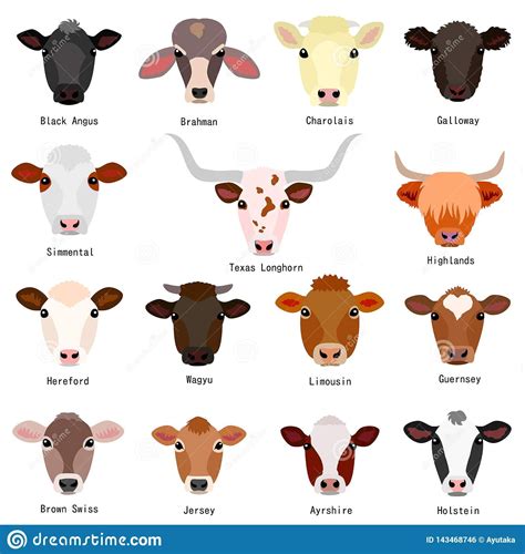 Illustration about Various heads of cattle breeds chart with breeds name, colors, patterns on ...
