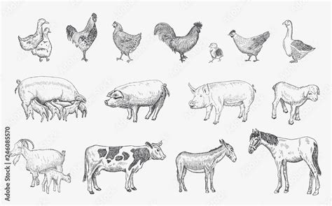 Farm Animals set. Vector sketches hand drawn illustration Stock Vector | Adobe Stock