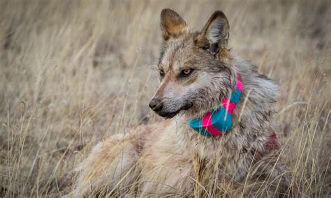 Latest Mexican gray wolf count shows little growth | Cronkite News