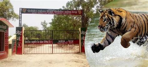 Pilibhit Tiger Reserve - Alchetron, The Free Social Encyclopedia