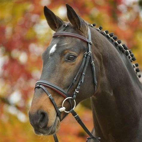 cavallo (With images) | Horses, Horse bridle, English horse bridle