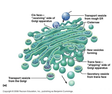 Golgi Apparatus - Organelles in a Eukaryotic Cell