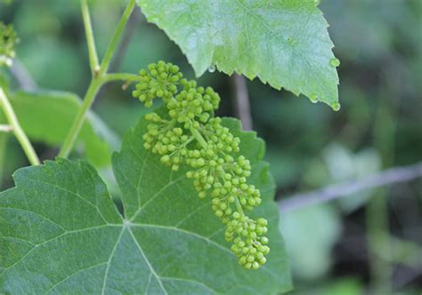 About Wild Grape Leaves and How to Harvest and Prepare Them