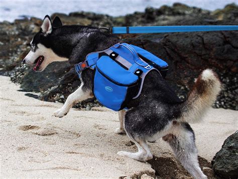 The 21 Best Dog Packs Your Pup Can Carry on Your Next Adventure