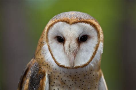 California: Land of the Barn Owl | Barn Owl Box Company