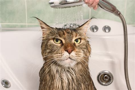 Cat Bath Time Survival Guide | Stanley Veterinary Clinic