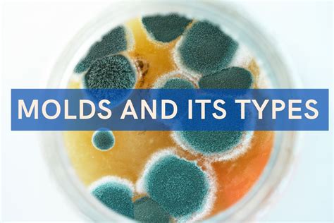 What do the different colors of mold mean – The Meaning Of Color